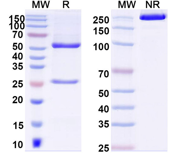 Anti-DNA Recombinant Monoclonal Antibody (P17.80) - SDS-PAGE