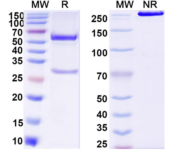 Anti-DNA Recombinant Monoclonal Antibody (111.61) - SDS-PAGE