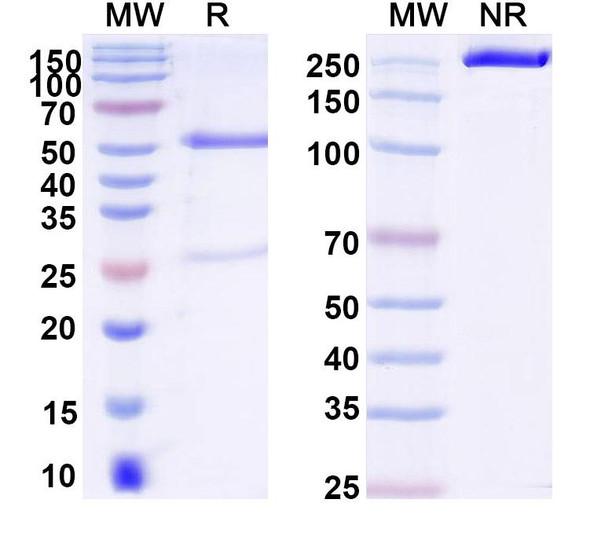 Anti-DNA Recombinant Monoclonal Antibody (111.67) - SDS-PAGE
