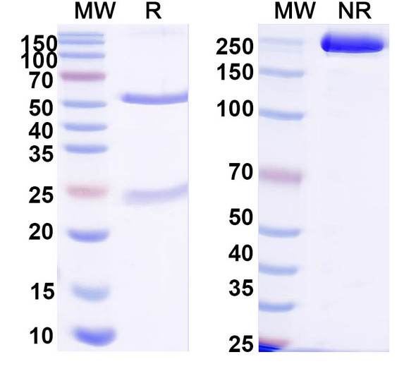 Anti-DNA Recombinant Monoclonal Antibody (185.6) - SDS-PAGE