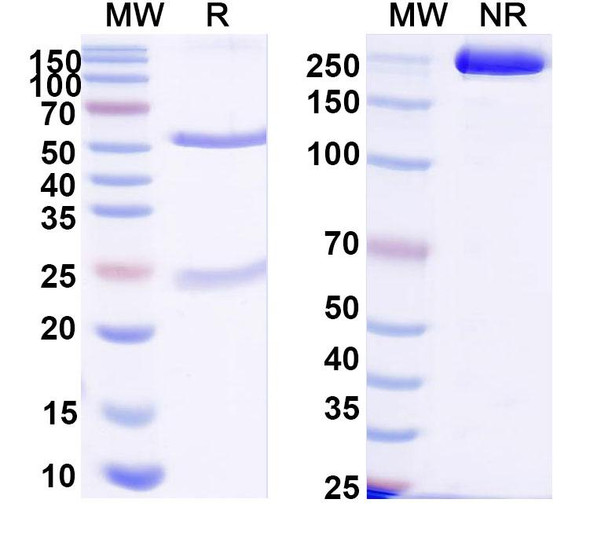 Anti-DNA Recombinant Monoclonal Antibody (185.6) - SDS-PAGE