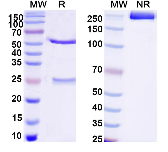 Anti-DNA Recombinant Monoclonal Antibody (17s.130) - SDS-PAGE