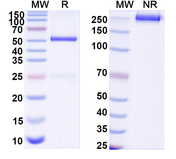 Anti-DNA Recombinant Monoclonal Antibody (111.109) - SDS-PAGE