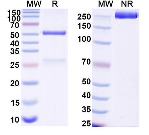 Anti-DNA Recombinant Monoclonal Antibody (17s.16) - SDS-PAGE