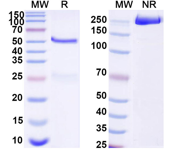 Anti-DNA Recombinant Monoclonal Antibody (165.45) - SDS-PAGE