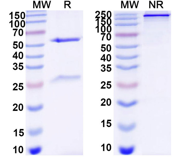 Anti-DNA Recombinant Monoclonal Antibody (IC4) - SDS-PAGE