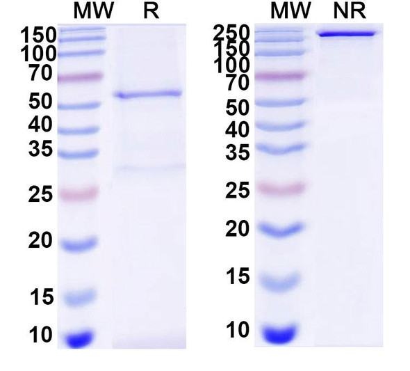 Anti-DNA Recombinant Monoclonal Antibody (III-2R) - SDS-PAGE