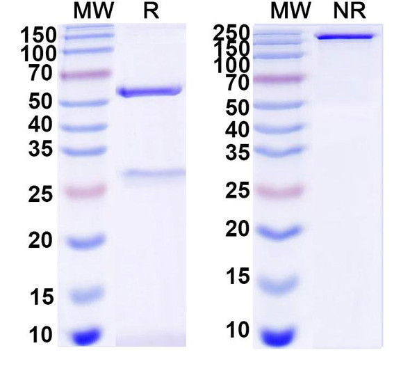 Anti-DNA Recombinant Monoclonal Antibody (DP11) - SDS-PAGE