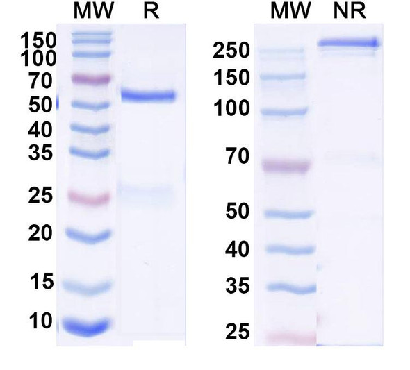 Anti-DNA Recombinant Monoclonal Antibody (D23) - SDS-PAGE