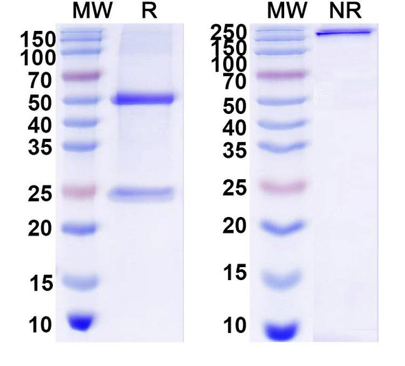 Anti-DNA Recombinant Monoclonal Antibody (2A4) - SDS-PAGE