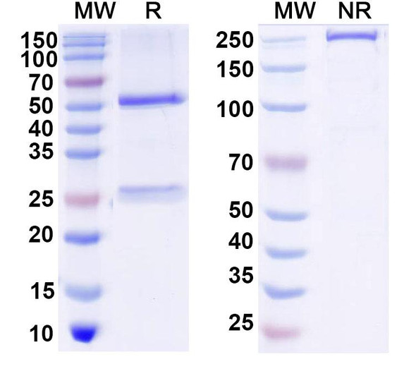 Anti-DNA Recombinant Monoclonal Antibody (DNA4) - SDS-PAGE