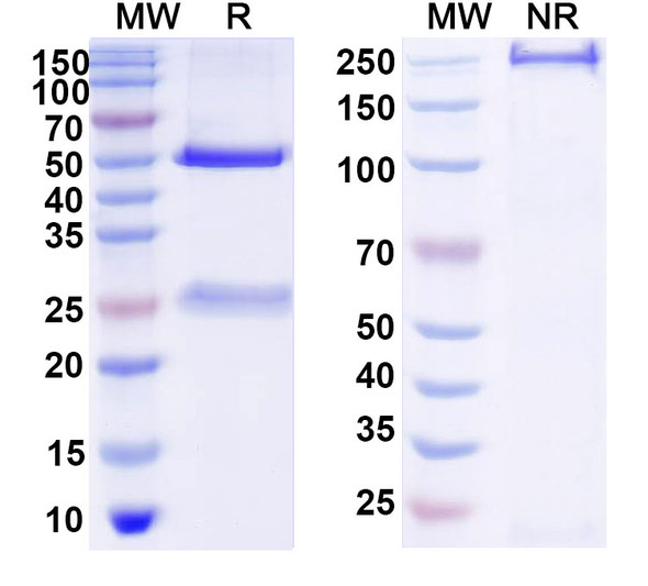 Anti-DNA Recombinant Monoclonal Antibody (DNA3) - SDS-PAGE
