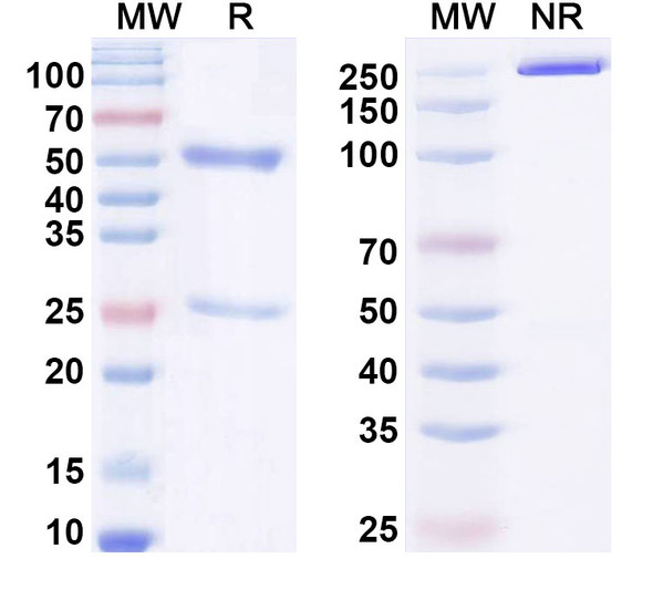 Anti-DNA Recombinant Monoclonal Antibody (DNA5) - SDS-PAGE