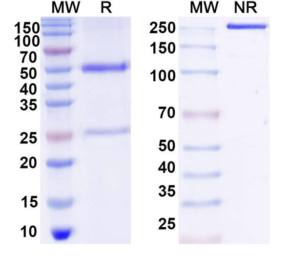 Anti-DNA Recombinant Monoclonal Antibody (563) - SDS-PAGE