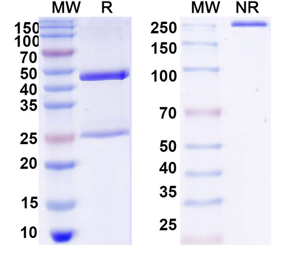 Anti-DNA Recombinant Monoclonal Antibody (30) - SDS-PAGE