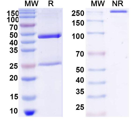 Anti-DNA Recombinant Monoclonal Antibody (11) - SDS-PAGE