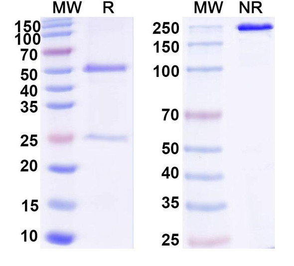Anti-DNA Recombinant Monoclonal Antibody (8E10#) - SDS-PAGE