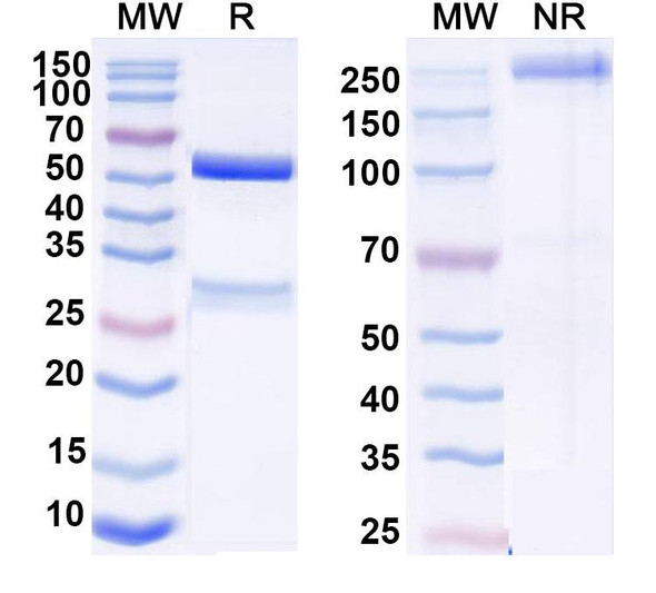 Anti-DNA Recombinant Monoclonal Antibody (BKD23) - SDS-PAGE