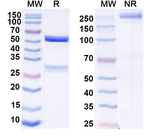 Anti-DNA Recombinant Monoclonal Antibody (BKD10) - SDS-PAGE