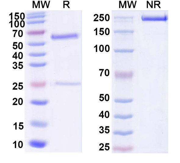 Anti-DNA Recombinant Monoclonal Antibody (BW9-7) - SDS-PAGE