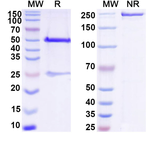 Anti-DNA Recombinant Monoclonal Antibody (BW24-37) - SDS-PAGE