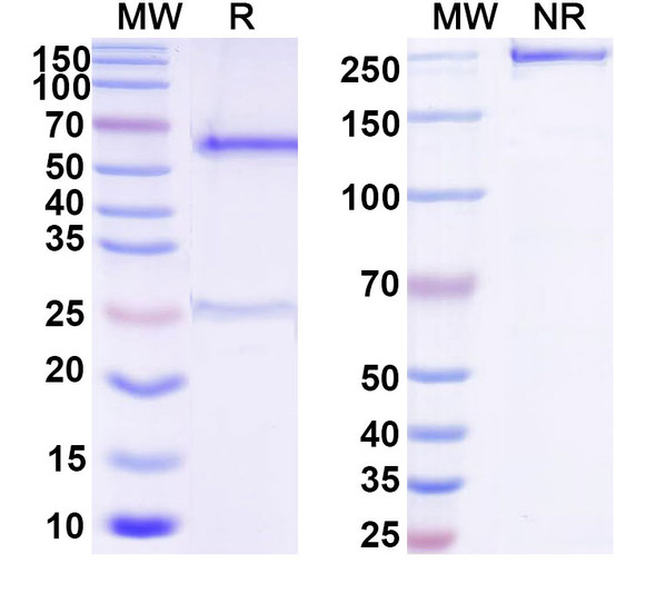 Anti-DNA Recombinant Monoclonal Antibody (BW24-G11) - SDS-PAGE