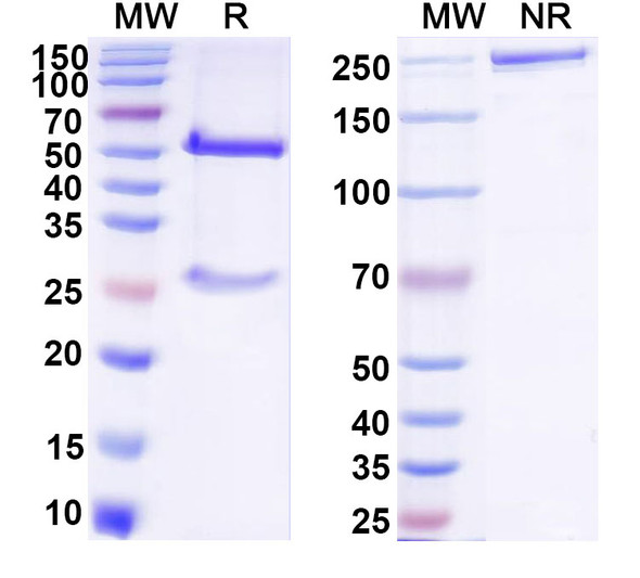Anti-DNA Recombinant Monoclonal Antibody (bfd38) - SDS-PAGE
