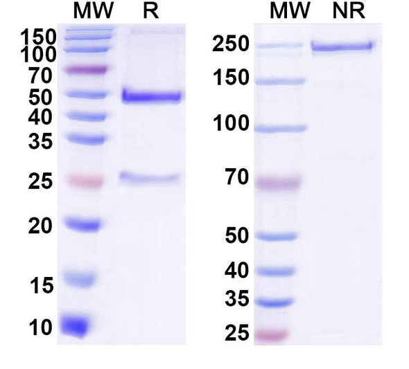 Anti-DNA Recombinant Monoclonal Antibody (F2-6) - SDS-PAGE