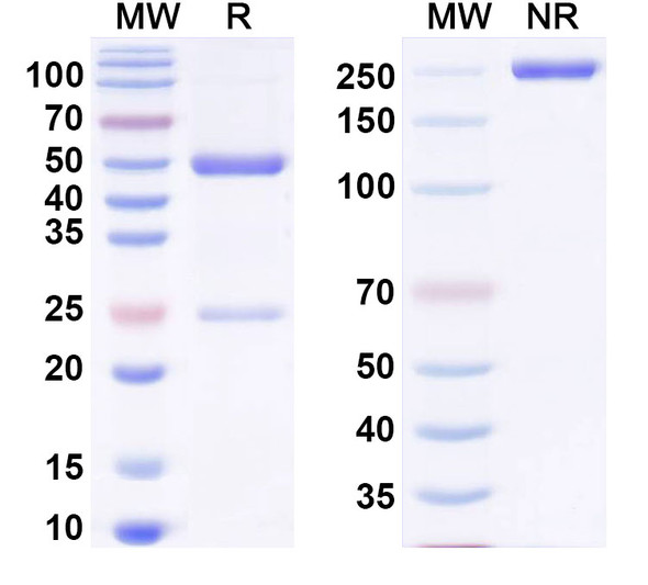 Anti-dsDNA/ssDNA Recombinant Monoclonal Antibody (3D8) - SDS-PAGE