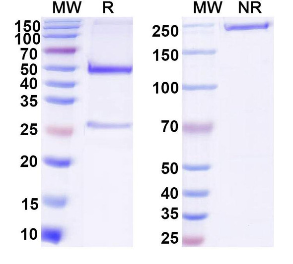 Anti-DNA Recombinant Monoclonal Antibody (71F12) - SDS-PAGE