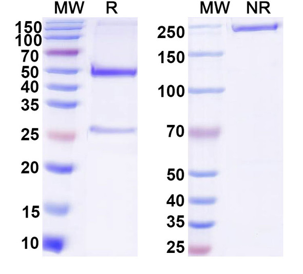 Anti-DNA Recombinant Monoclonal Antibody (33.F12) - SDS-PAGE