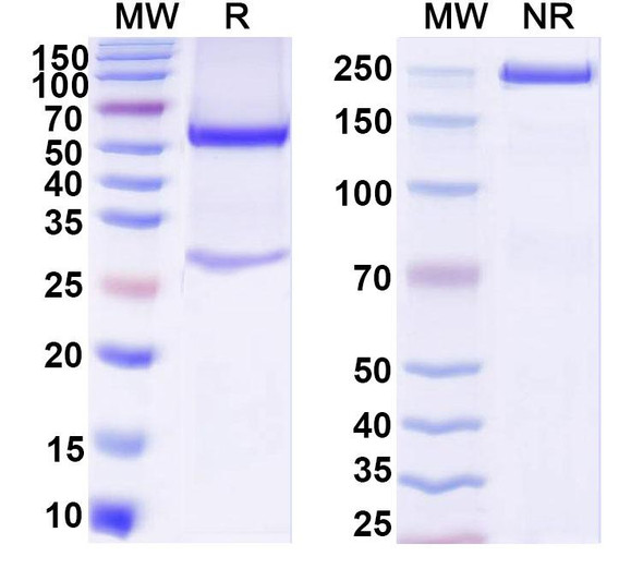 Anti-DNA Recombinant Monoclonal Antibody (N4-10) - SDS-PAGE