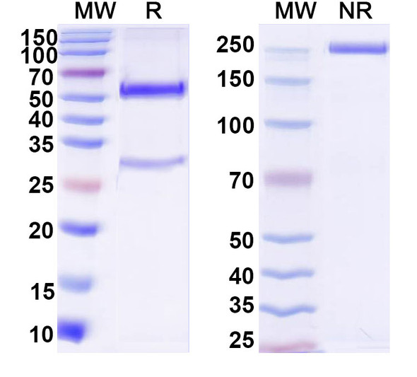 Anti-DNA Recombinant Monoclonal Antibody (1H12.3) - SDS-PAGE
