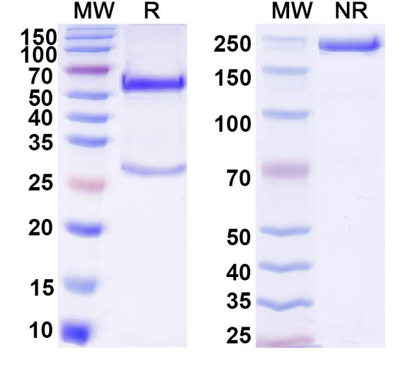 Anti-DNA Recombinant Monoclonal Antibody (AD4-18) - SDS-PAGE