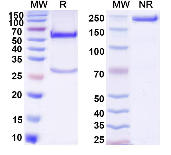 Anti-DNA Recombinant Monoclonal Antibody (28) - SDS-PAGE