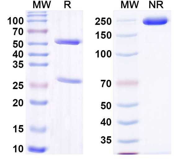 Anti-DNA Recombinant Monoclonal Antibody (15) - SDS-PAGE