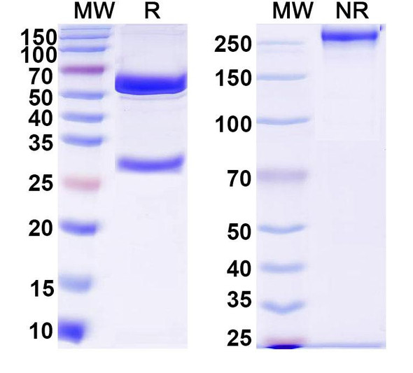Anti-DNA Recombinant Monoclonal Antibody (447.8H) - SDS-PAGE