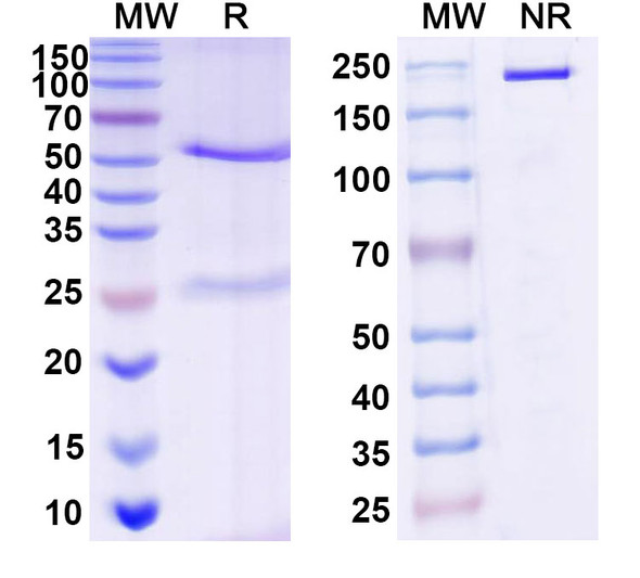 Anti-DNA Recombinant Monoclonal Antibody (bfd05) - SDS-PAGE