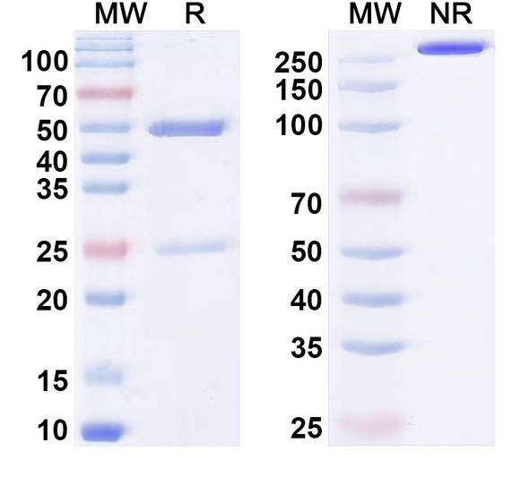 Anti-ssRNA Recombinant Monoclonal Antibody (cAbBC1rib3) - SDS-PAGE