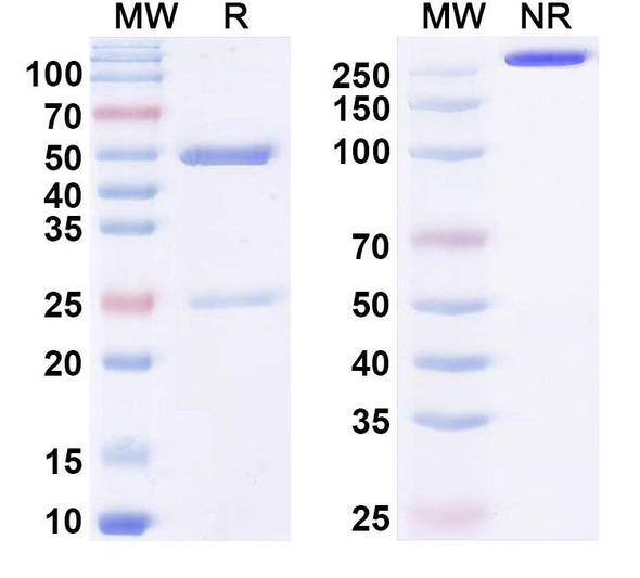 Anti-ssRNA Recombinant Monoclonal Antibody (cAbBC1rib3) - SDS-PAGE