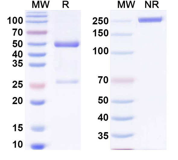 Anti-PEG Recombinant Monoclonal Antibody (15-2b) - SDS-PAGE