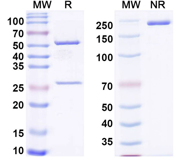 Anti-Mouse DKK1 Recombinant Monoclonal Antibody (MOR04454) - SDS-PAGE