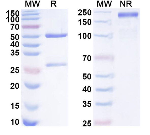 Anti-Mouse HMGB1 Recombinant Monoclonal Antibody (DPH1.1) - SDS-PAGE