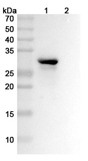 Anti-Mouse HMGB1 Recombinant Monoclonal Antibody (DPH1.1) - WB