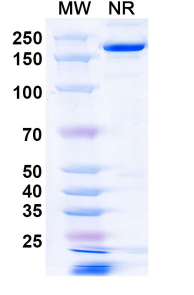 Anti-Mouse FGF2/bFGF Recombinant Monoclonal Antibody (GAL-F2) - SDS-PAGE