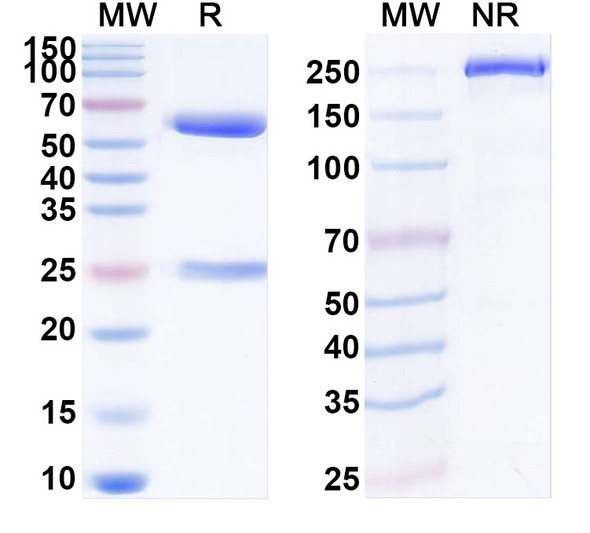 Anti-Mouse IL2 Recombinant Monoclonal Antibody (S4B6) - SDS-PAGE