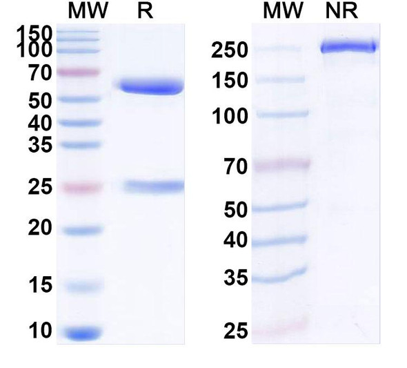 Anti-Mouse IL2 Recombinant Monoclonal Antibody (S4B6) - SDS-PAGE