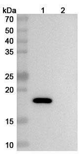 Anti-Mouse IL2 Recombinant Monoclonal Antibody (S4B6) - WB