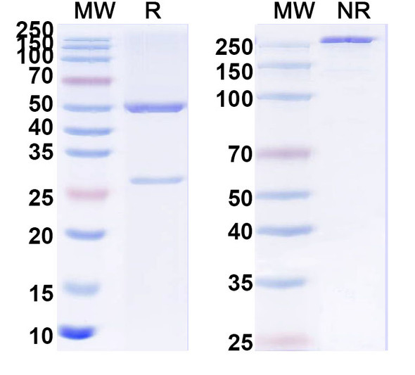 Anti-Human IL4 Recombinant Monoclonal Antibody (8D4-8) - SDS-PAGE