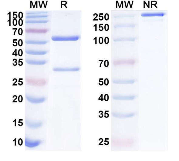 Anti-Mouse IL13 Recombinant Monoclonal Antibody (BAK209B11) - SDS-PAGE
